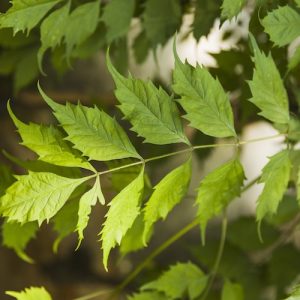 Neem Seed Bomb