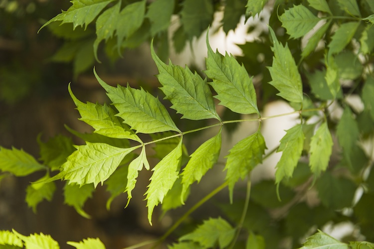 fresh-green-leaves